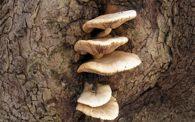 Обои картинки фото природа