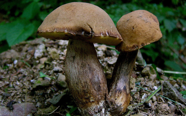 Обои картинки фото природа