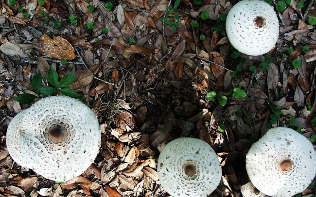 Обои картинки фото природа