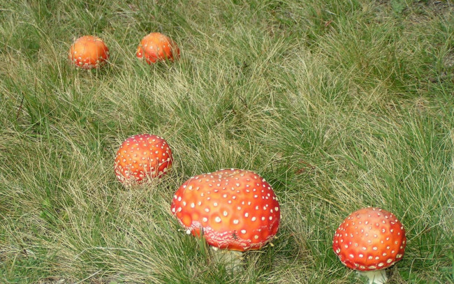 Обои картинки фото природа