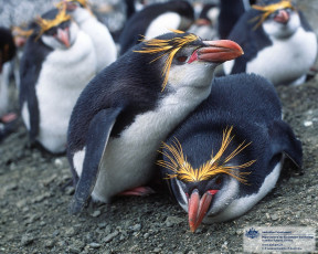 Картинка животные пингвины