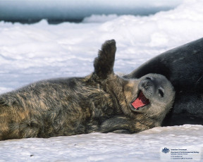 Картинка животные тюлени морские львы котики
