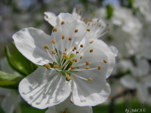 Картинка цветы цветущие деревья кустарники