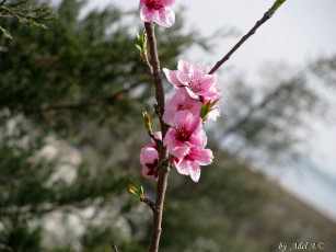 Картинка цветы цветущие деревья кустарники