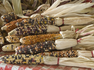 Картинка еда кукуруза