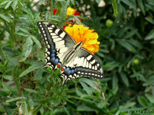 Картинка животные бабочки