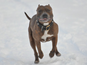 Картинка животные собаки