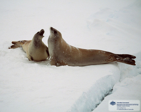 Обои картинки фото животные, тюлени, морские, львы, котики