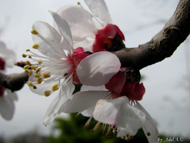 Обои картинки фото цветы, цветущие, деревья, кустарники