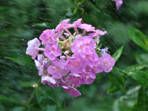 Обои картинки фото цветы, флоксы