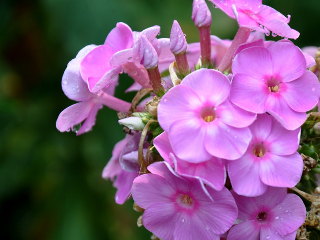 Обои картинки фото цветы, флоксы