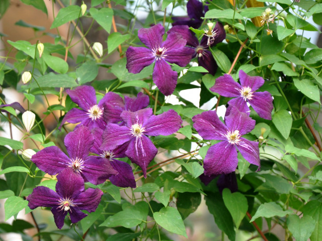 Обои картинки фото цветы, клематис, ломонос