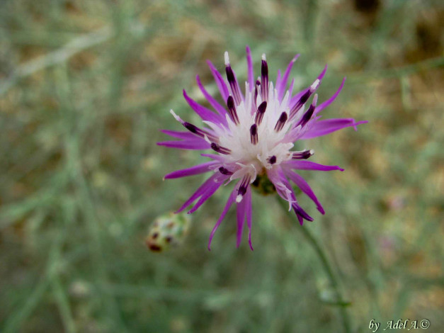Обои картинки фото цветы, луговые, полевые