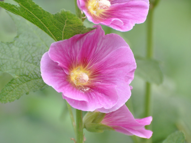 Обои картинки фото цветы, мальвы