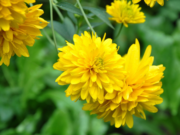 Обои картинки фото цветы, рудбекия