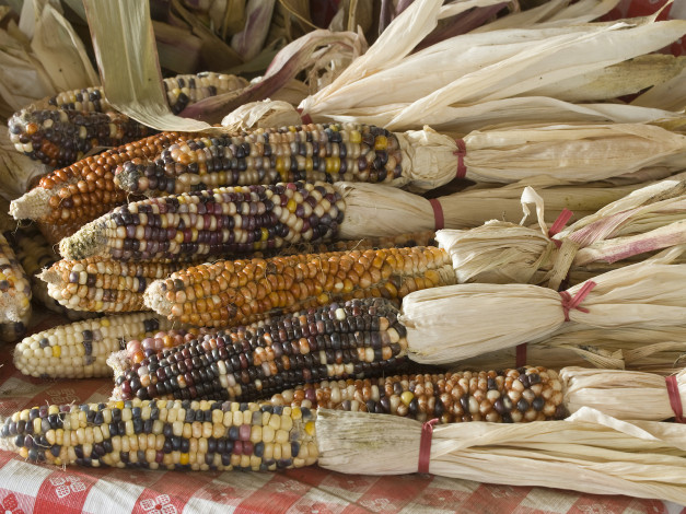 Обои картинки фото еда, кукуруза