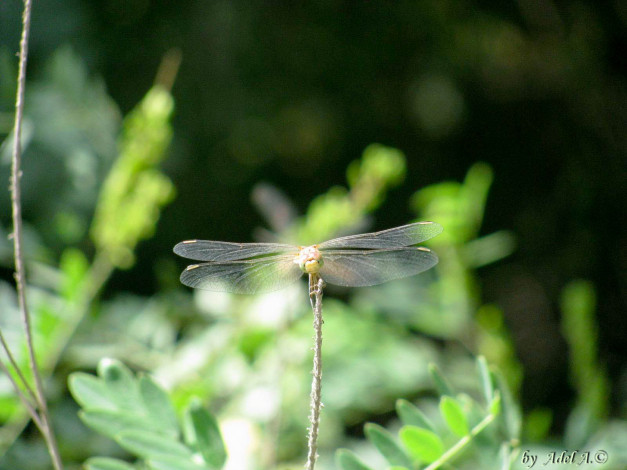 Обои картинки фото животные, стрекозы