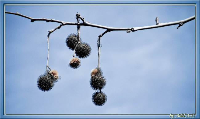 Обои картинки фото природа, макро