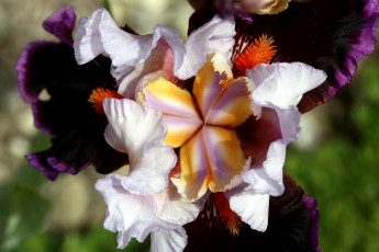 обоя цветы, ирисы, фиолетовый, лепестки, серединка
