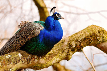 Картинка животные павлины ветка синий хохолок