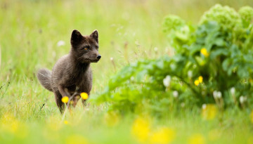 Картинка животные песцы лиса песец