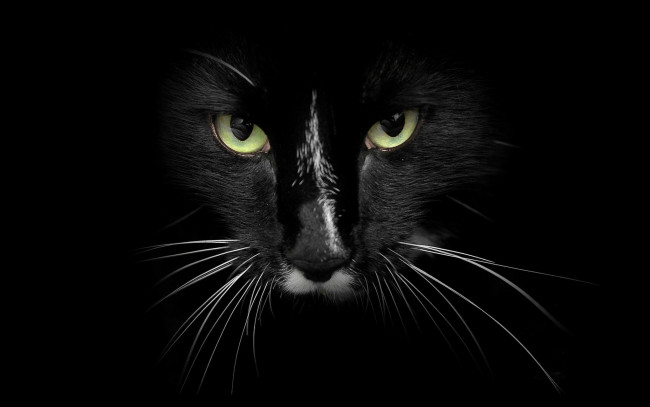 Обои картинки фото животные, коты, кошка, кот, морда, взгляд