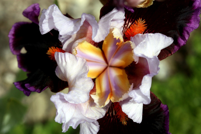 Обои картинки фото цветы, ирисы, фиолетовый, лепестки, серединка