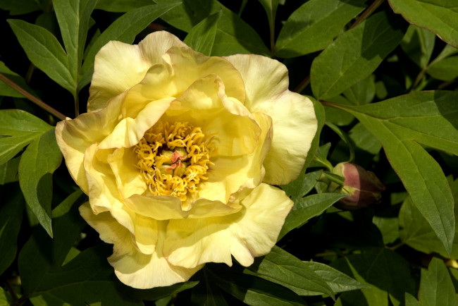 Обои картинки фото цветы, пионы, большой, желтый