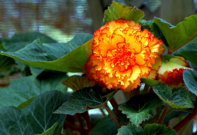 Обои картинки фото цветы, бегония, желтый, круглый, оранжевый