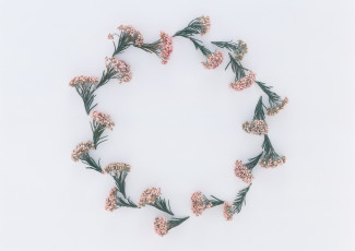 Картинка цветы бутоны