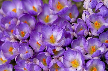 Картинка цветы крокусы шафран весна