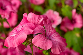 Картинка цветы лаватера макро