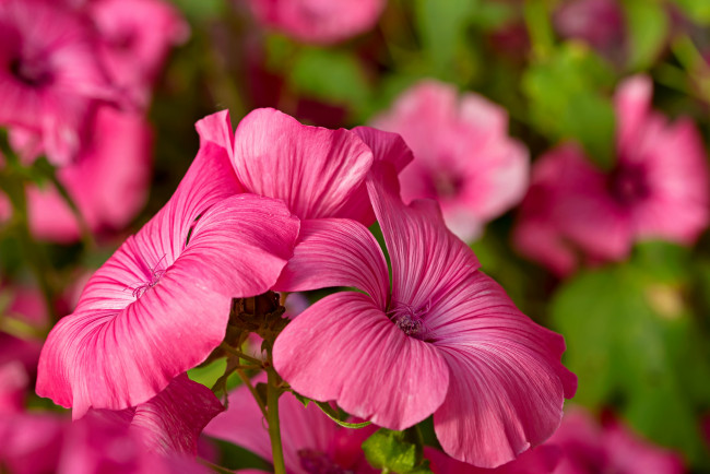 Обои картинки фото цветы, лаватера, макро