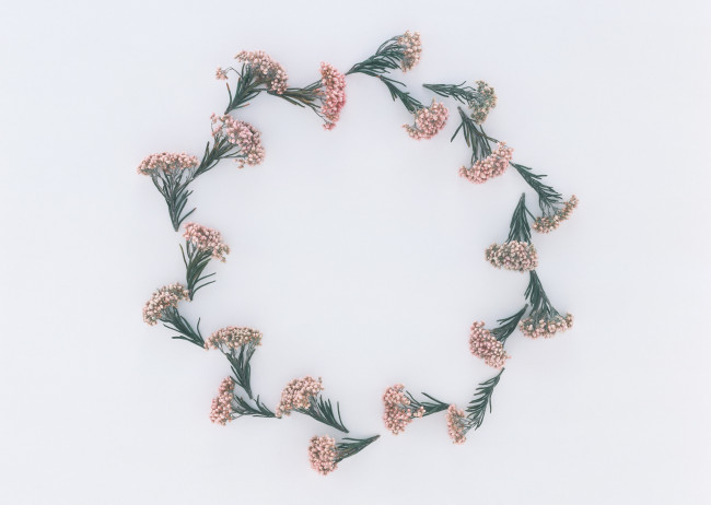 Обои картинки фото цветы, бутоны