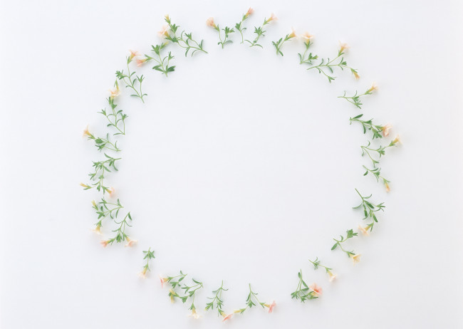 Обои картинки фото цветы, петунии, калибрахоа, бутоны