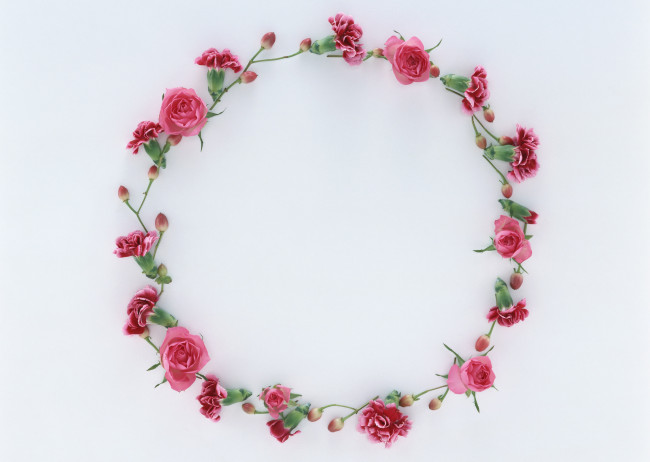 Обои картинки фото цветы, разные, вместе, бутоны