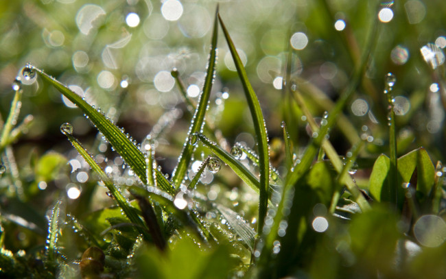 Обои картинки фото природа, макро, свет, капли, роса