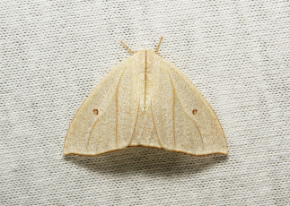 Картинка животные бабочки +мотыльки +моли itchydogimages макро насекомое моль