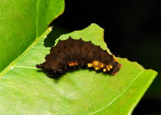 Картинка животные гусеницы itchydogimages макро гусеница лист