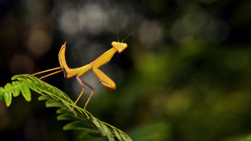 Картинка животные богомолы itchydogimages макро богомол лист