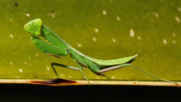Картинка животные богомолы макро травинка богомол насекомое фон