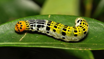 Картинка животные гусеницы itchydogimages макро гусеница лист