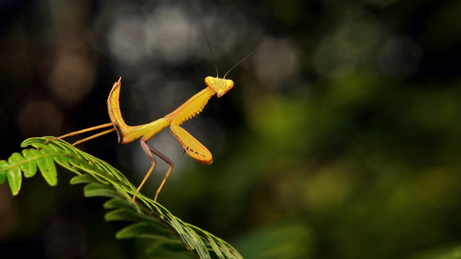 Обои картинки фото животные, богомолы, itchydogimages, макро, богомол, лист