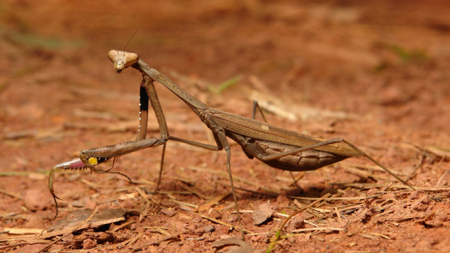 Обои картинки фото животные, богомолы, itchydogimages, макро, богомол