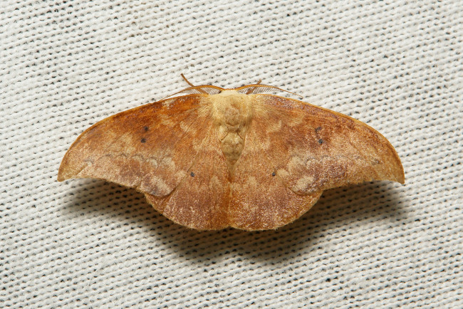 Обои картинки фото животные, бабочки,  мотыльки,  моли, itchydogimages, макро, вязаное, полотно, моль, крылья