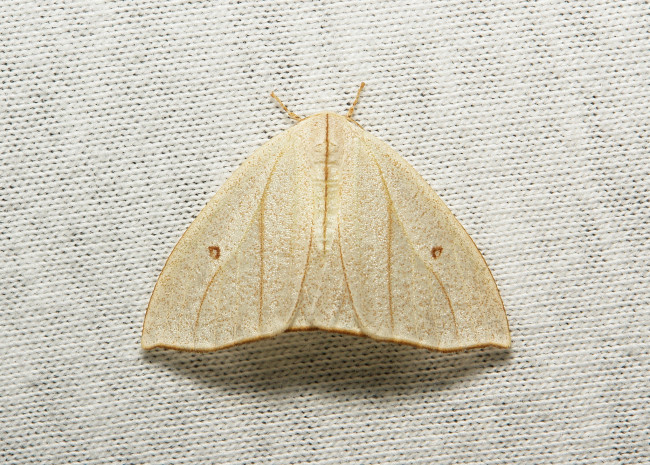 Обои картинки фото животные, бабочки,  мотыльки,  моли, itchydogimages, макро, насекомое, моль