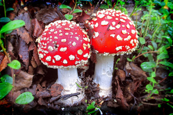 Картинка природа грибы +мухомор грибочки