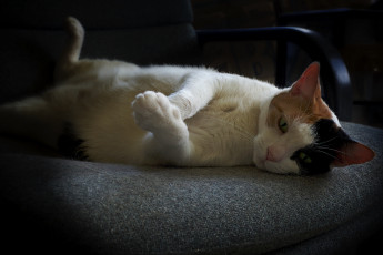 Картинка животные коты кошка