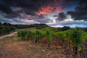 Картинка природа поля виноградник