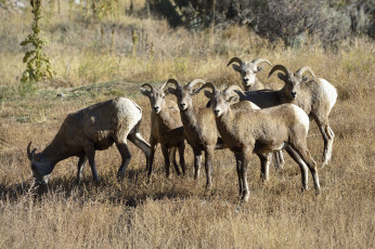 Картинка животные козы стадо козлы